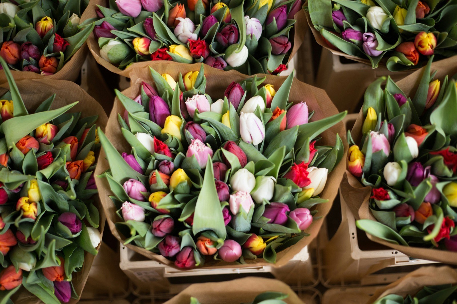 Dutch Tulips